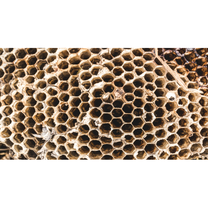 Bombe anti-guêpes et frelons longue portée 4 m – Type pompier